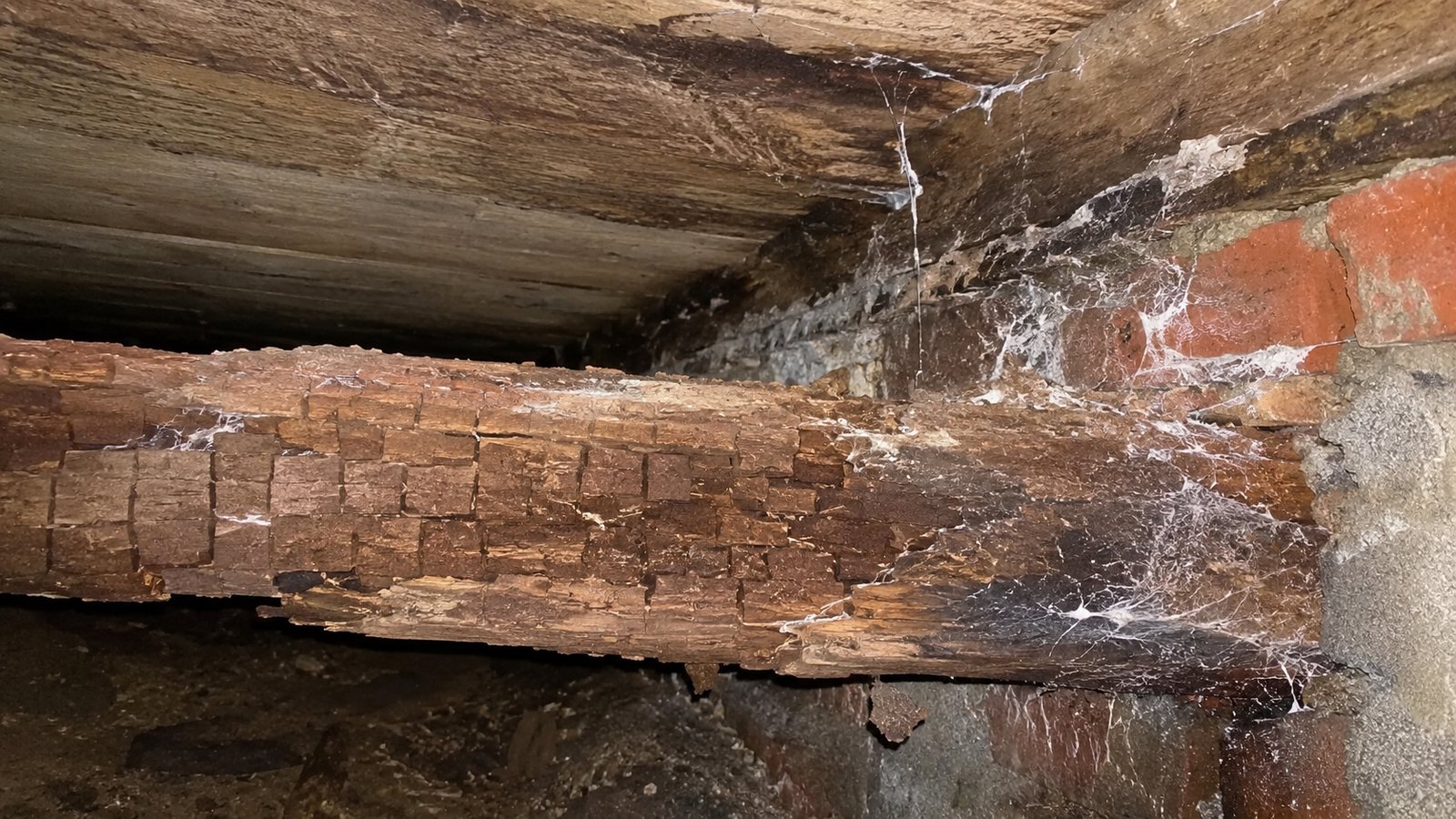 Decayed floor timber in damp sub-floor conditions
