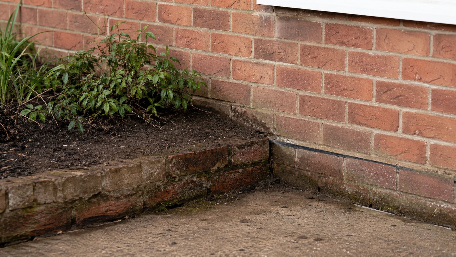 Raised garden ground level close to the damp-proof course