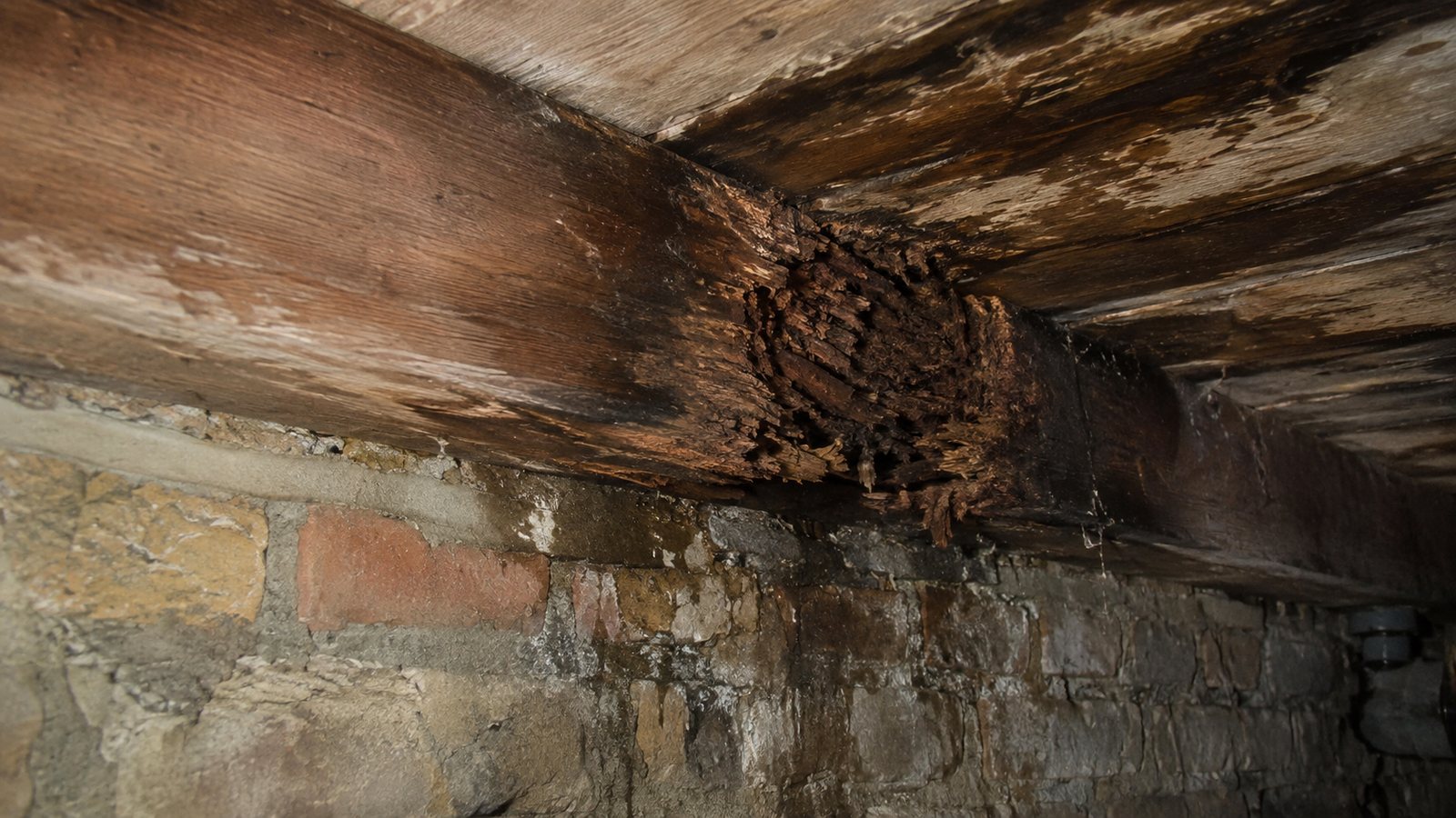Wet rot affecting a structural floor timber in a damp sub-floor